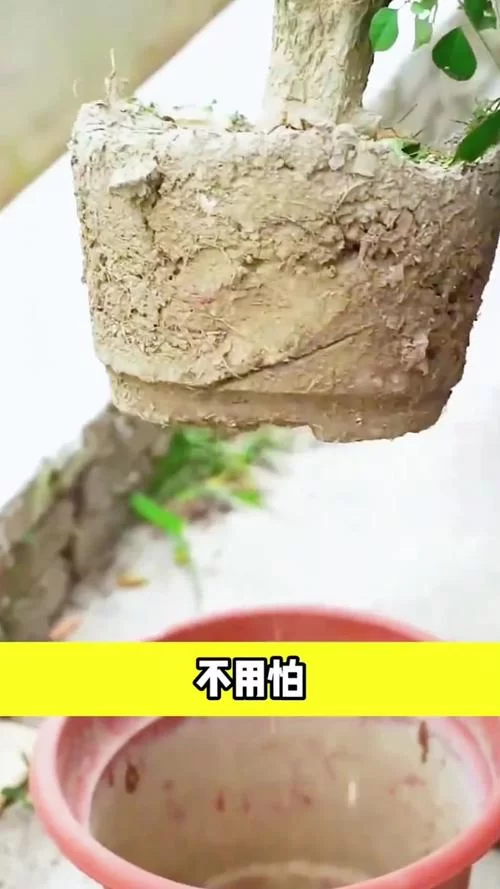 盆栽土壤板结影响植物生长？教你几招轻松解决
