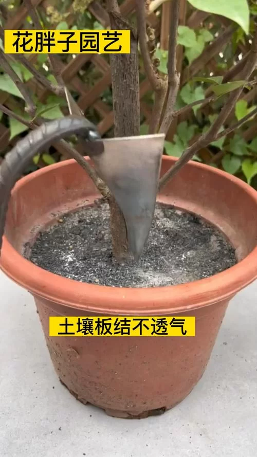 盆栽土壤板结影响植物生长？教你几招轻松解决