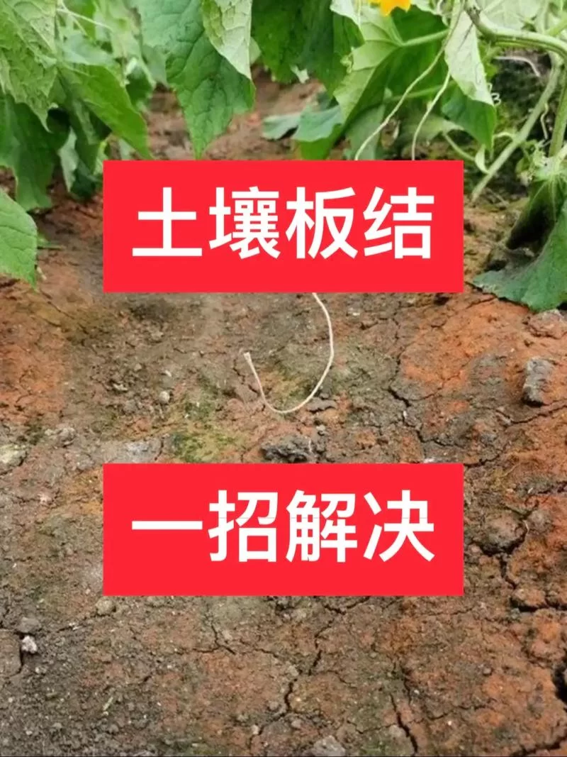 盆栽土壤板结影响植物生长？教你几招轻松解决