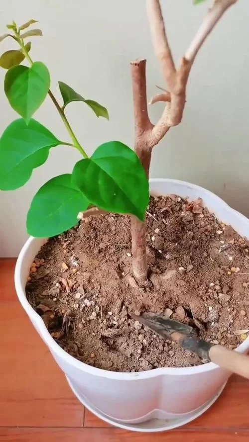 盆栽土壤板结影响植物生长？教你几招轻松解决