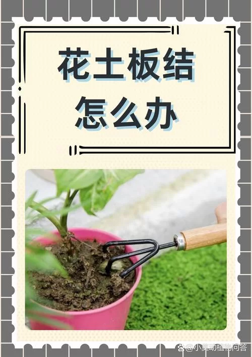 盆栽土壤板结影响植物生长？教你几招轻松解决