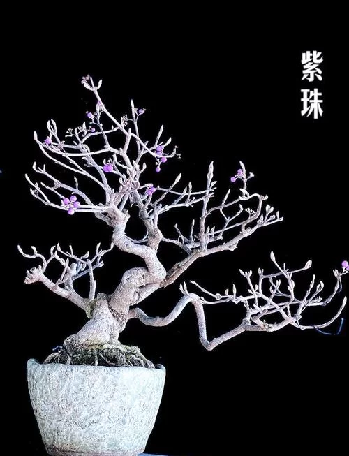 盆栽魔幻紫水晶：打造梦幻花园的绝佳选择
