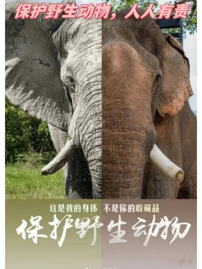 盘点国家保护动物前十名：保护它们，就是保护我们自己