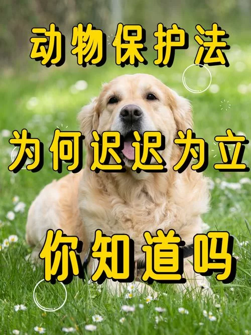 盘点国家保护动物前十名：保护它们，就是保护我们自己