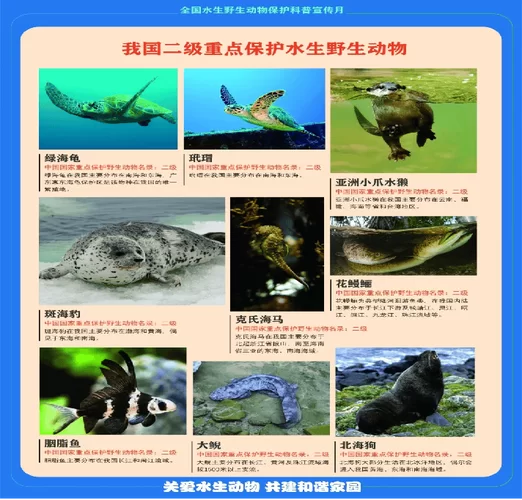 盘点国家保护动物前十名：保护它们，就是保护我们自己