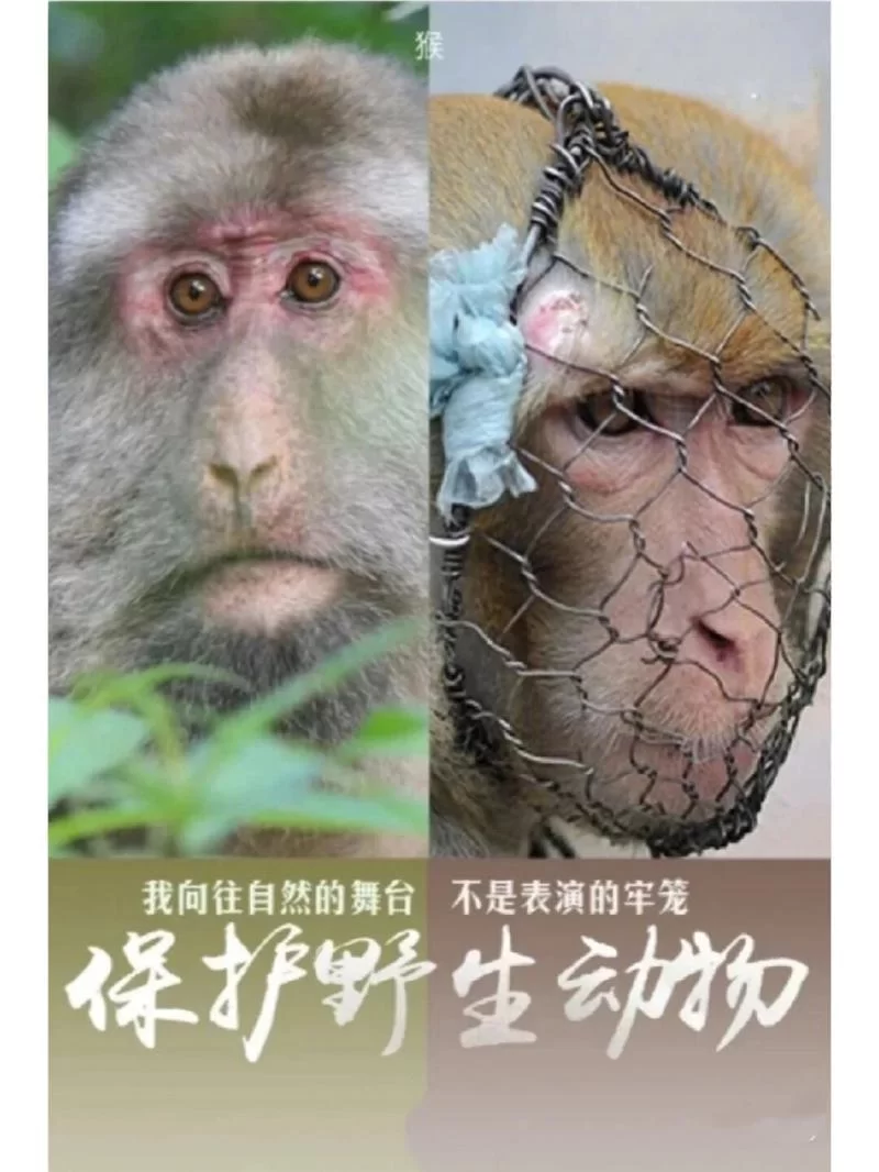 盘点国家保护动物前十名：保护它们，就是保护我们自己