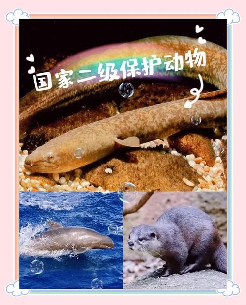 盘点国家保护动物前十名：保护它们，就是保护我们自己