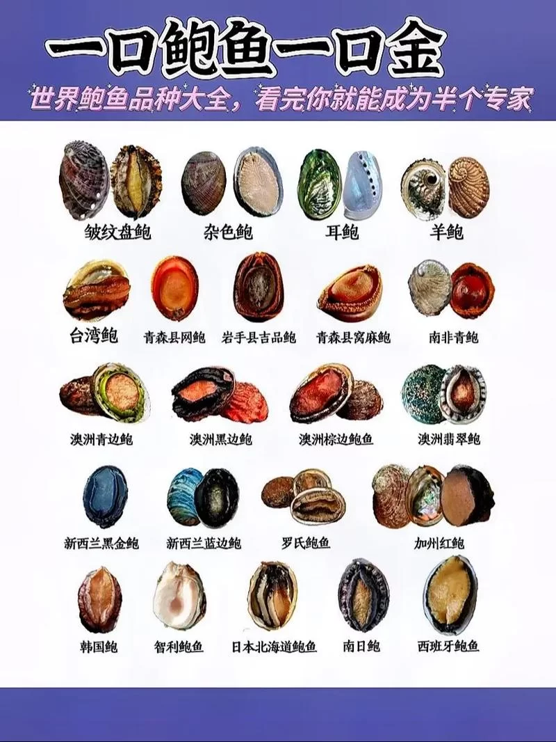 看图识鲍鱼！哪些部位不能吃？详细图示讲解