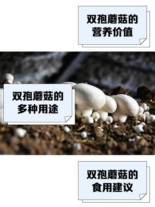 真菌孢子的主要作用是繁殖？还有其他作用吗？