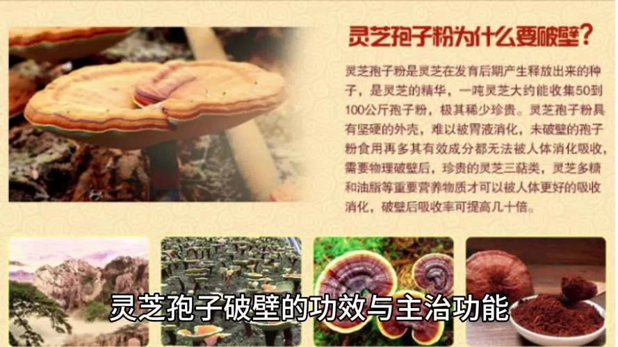 真菌孢子的主要作用是繁殖？还有其他作用吗？