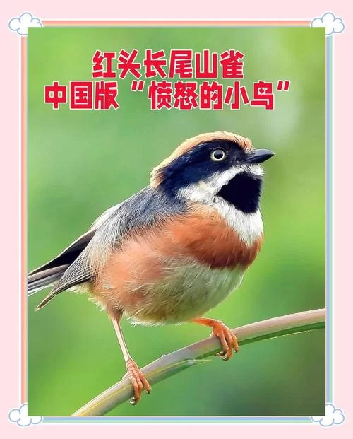 神似小熊猫的鸟类：红头长尾山雀的生存现状