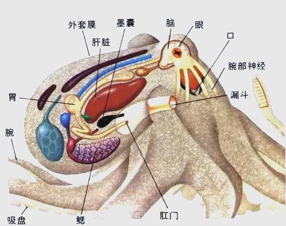 章鱼血液的秘密：蓝血的秘密和深海生存之道