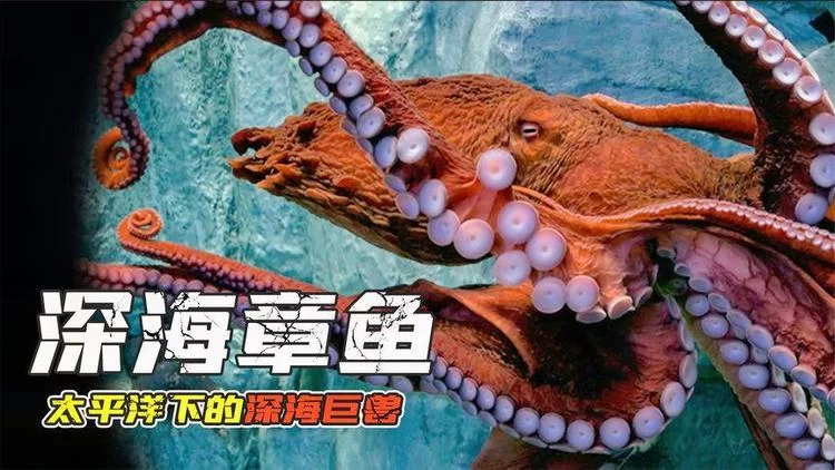 章鱼血液的秘密：蓝血的秘密和深海生存之道