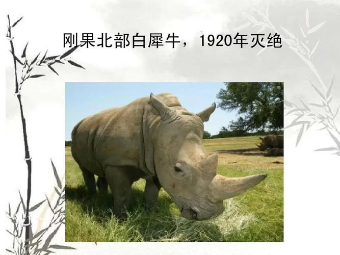 精灵世界灭绝：策略战斗，解开灭绝之谜！