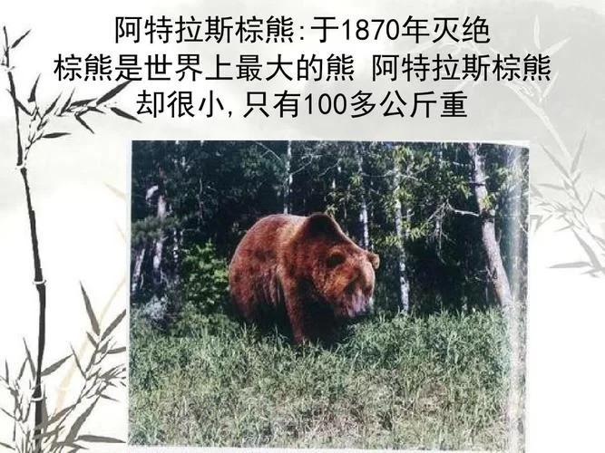 精灵世界灭绝：策略战斗，解开灭绝之谜！