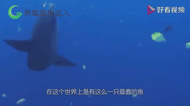 精灵世界灭绝：策略战斗，解开灭绝之谜！