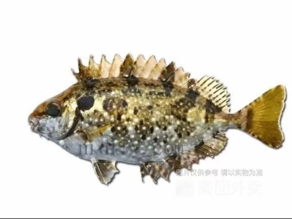 精选泥鱼图片资源：满足你对泥鱼图片的所有需求
