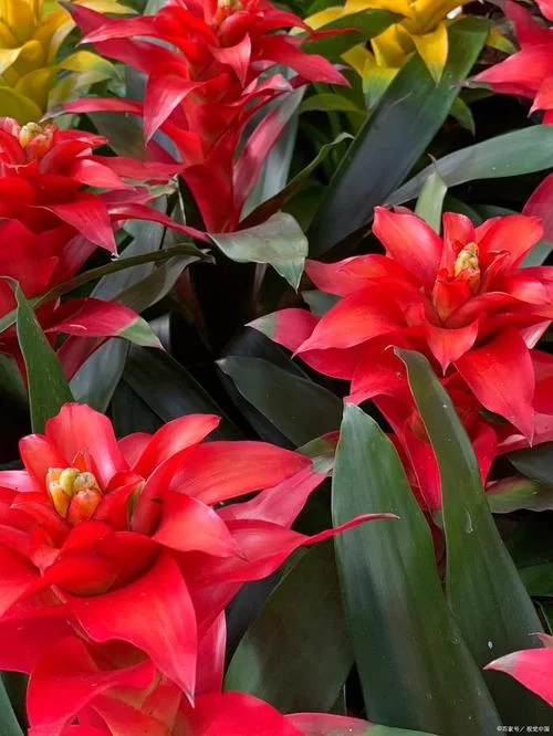 红色木槿的养殖方法：从种植到养护，详细步骤讲解