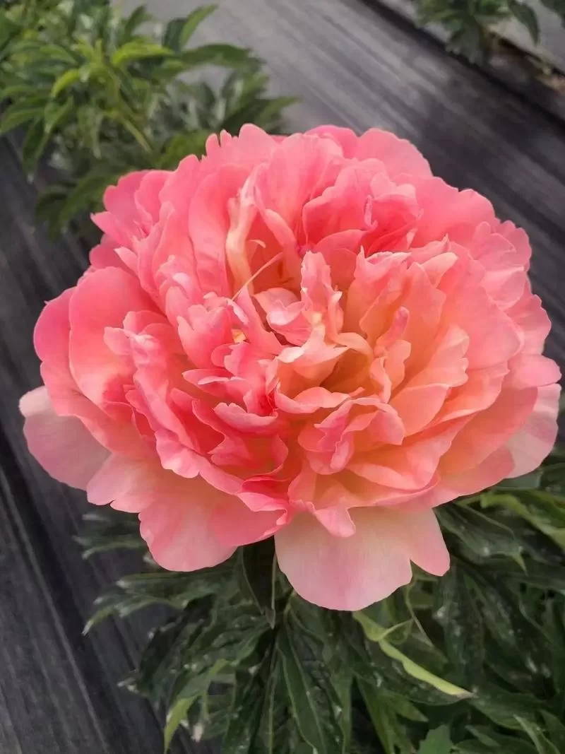 红色木槿的养殖方法：从种植到养护，详细步骤讲解
