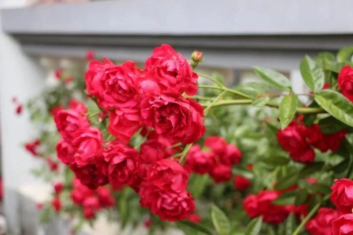 红色木槿的养殖方法：从种植到养护，详细步骤讲解