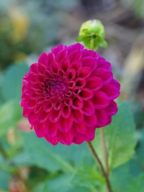 红色木槿的养殖方法：从种植到养护，详细步骤讲解