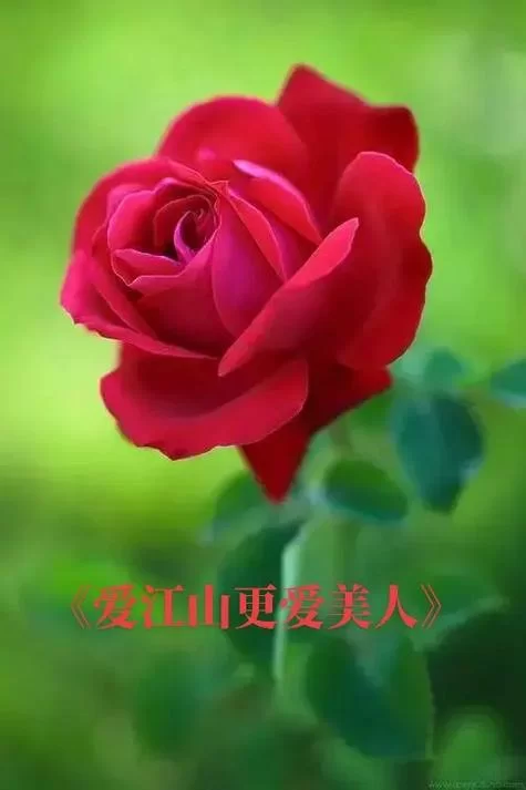 红花当然配绿叶：你我之间相互扶持的故事