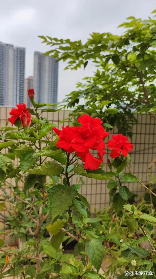 红花当然配绿叶：你我之间相互扶持的故事