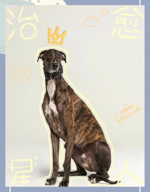 细狗：犬种还是网络流行语？两种含义深度解读及出处！