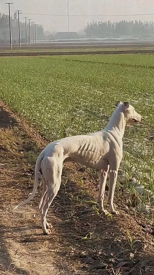 细狗：犬种还是网络流行语？两种含义深度解读及出处！