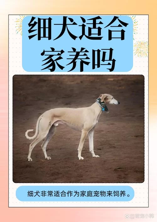细狗：犬种还是网络流行语？两种含义深度解读及出处！