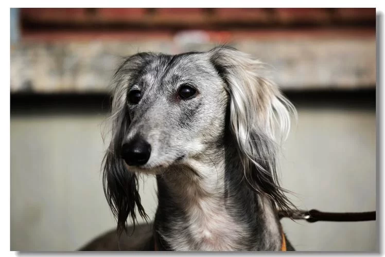 细狗：犬种还是网络流行语？两种含义深度解读及出处！