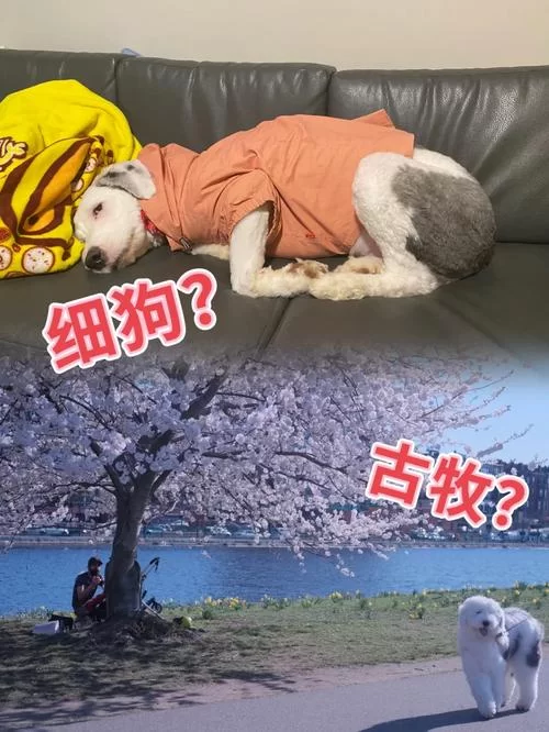 细狗：犬种还是网络流行语？两种含义深度解读及出处！