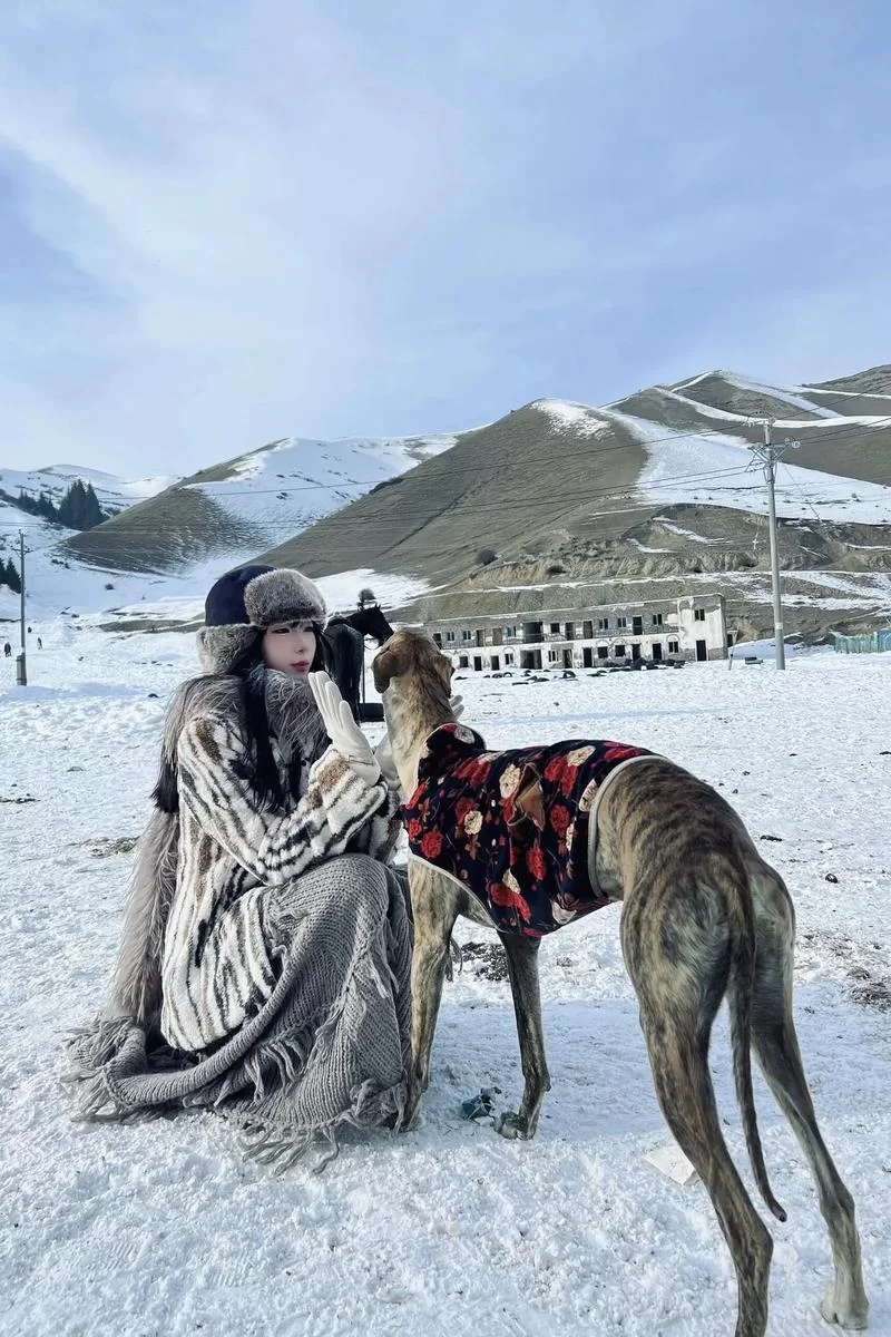 细狗：犬种还是网络流行语？两种含义深度解读及出处！