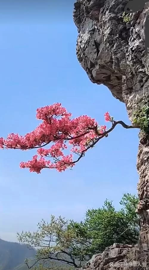 绝处逢生图片素材：免费下载高清大图