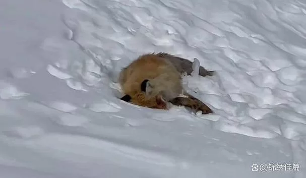网红笨笨笨狐狸：颜值与人品的双面人生