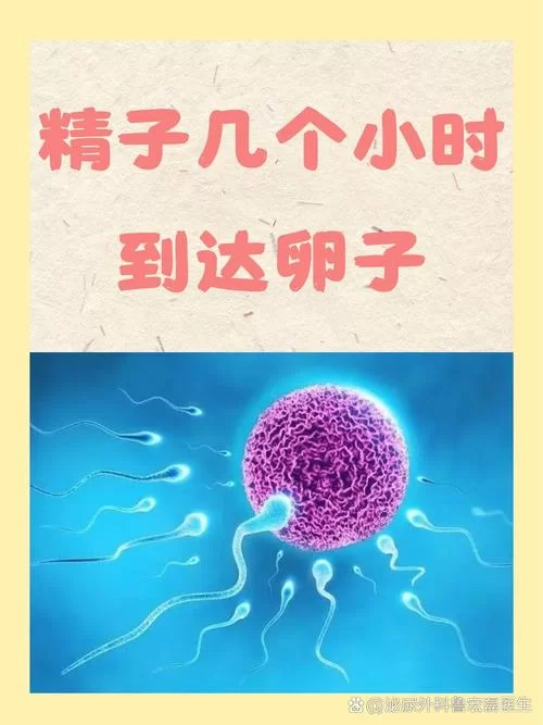 美女与精子：一场关于生命延续的奇妙旅程