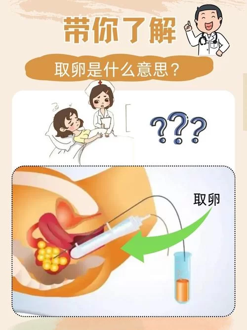 美女与精子：一场关于生命延续的奇妙旅程
