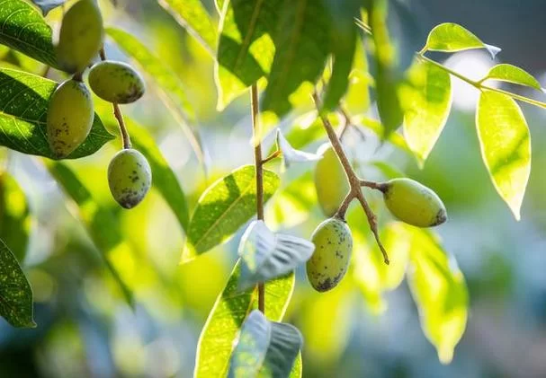 脂肪含量最高的水果是哪种？让你意想不到的答案！