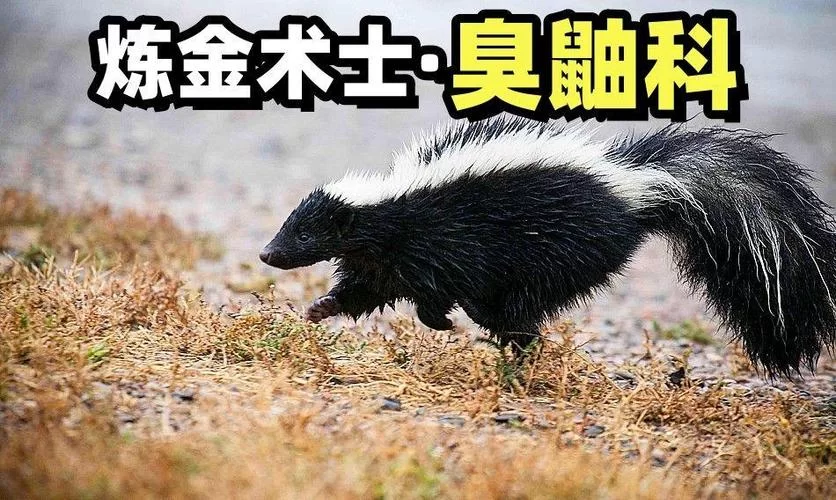 臭鼬的秘密：它是怎么释放臭味的？