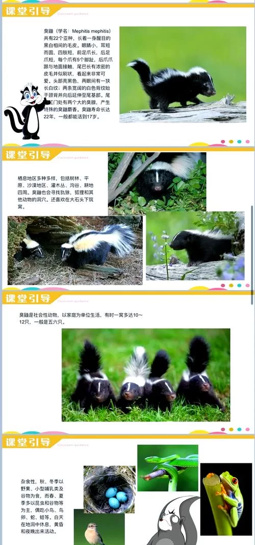 臭鼬的秘密：它是怎么释放臭味的？