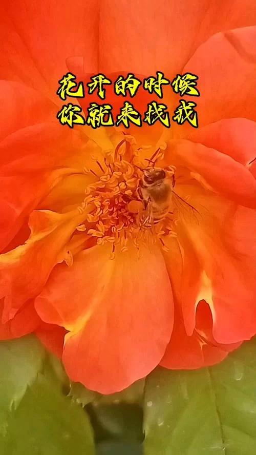 花开的时候你就来看我，有哪些经典续句值得推荐？