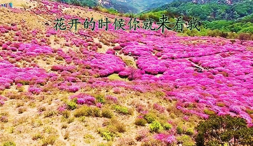 花开的时候你就来看我，有哪些经典续句值得推荐？