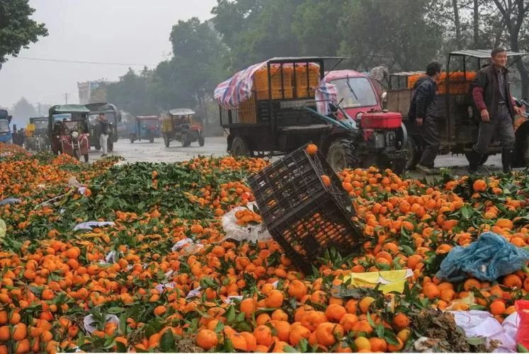 苹果滞销，专家支招：如何化解果农的困境？