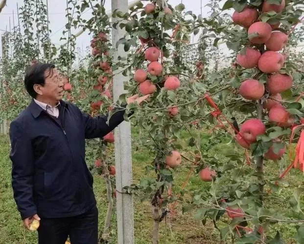 苹果滞销，专家支招：如何化解果农的困境？