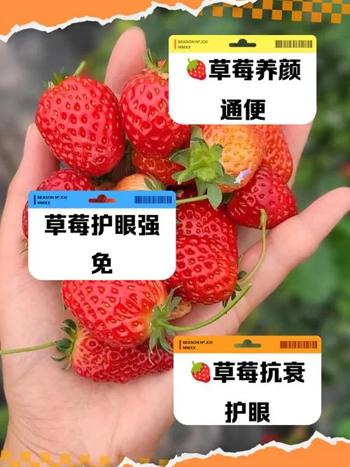 草莓apk好用吗？用户体验及功能详解