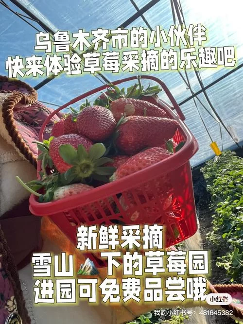 草莓apk好用吗？用户体验及功能详解