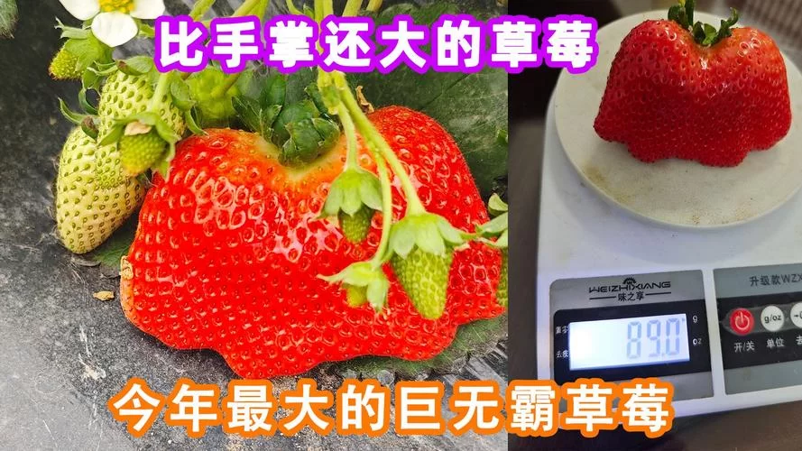 草莓的重量一般是多少克？教你快速估算草莓重量
