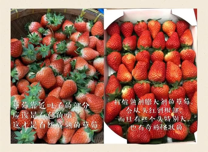 草莓的重量一般是多少克？教你快速估算草莓重量