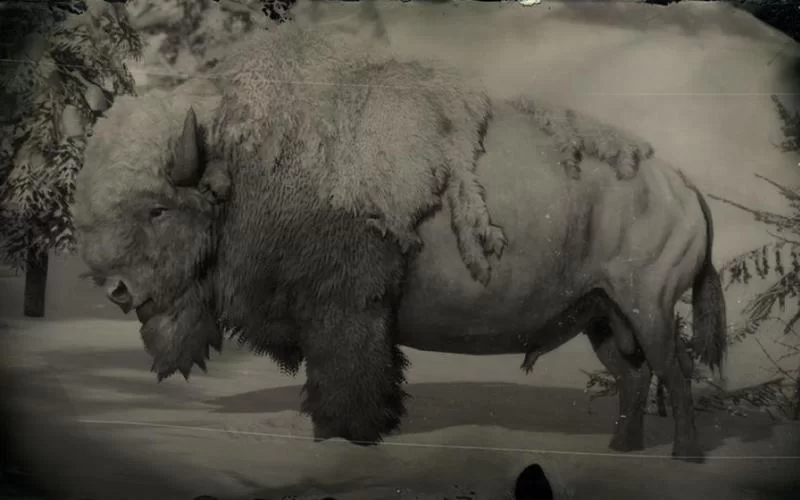 荒野大镖客2野牛在哪？新手玩家必看野牛捕捉指南