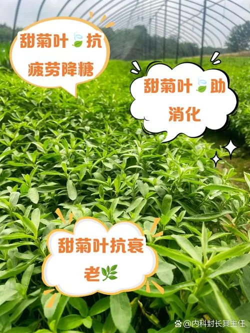菊草叶进化攻略：月桂叶和大竺葵养成全解析
